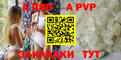 гашик Кингисепп